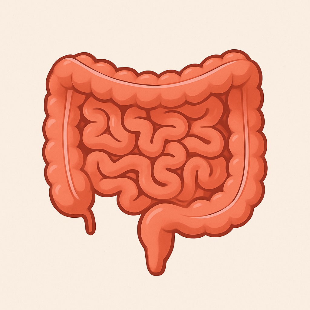 Intestino